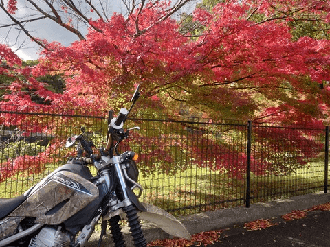 紅葉見て来ました